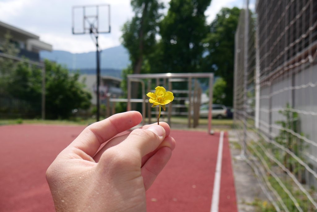 Blume in der Hand